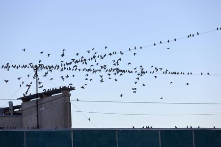 Very big flock of birds on a house roofの写真素材
