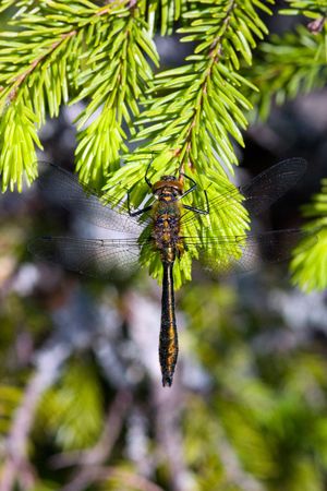 Dragonfly close up on pine branch in summerの写真素材