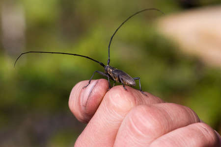 beetle with the big whiskers on a hand of the personの写真素材