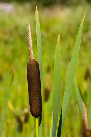On the swamp: brown cattail against green leaves in sunlight