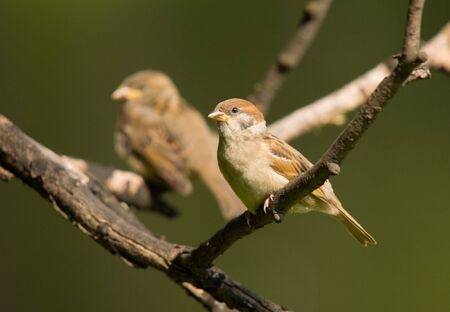 Two sparrows close up on a branch in summerの写真素材