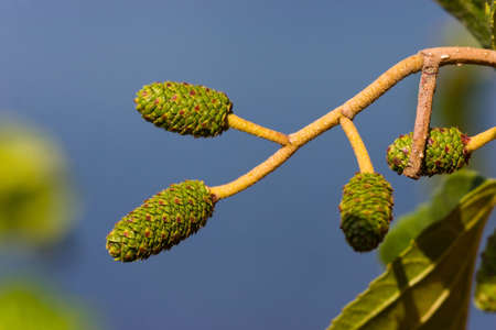 Several green female catkins of alder tree against blue sky