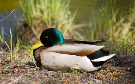 The duck has a rest on the bank of a pondの写真素材
