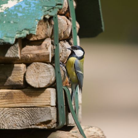 The titmouse gets into birdhouse for birdsの写真素材