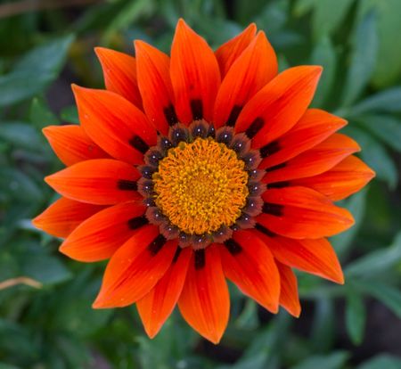 Head of Gazania - bright orange flower native to Southern Africaの写真素材