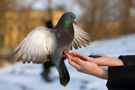 The girl feeds pigeons in winter parkの写真素材