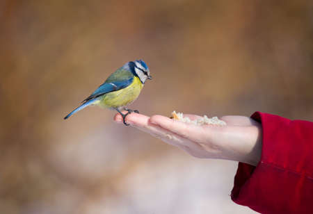 The bluetit on a palm of the person eats breadの写真素材