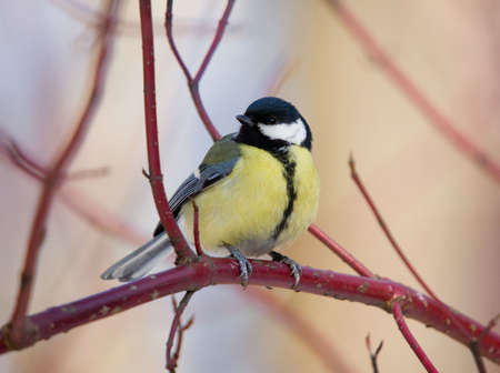 Titmouse on branch of tree close up 