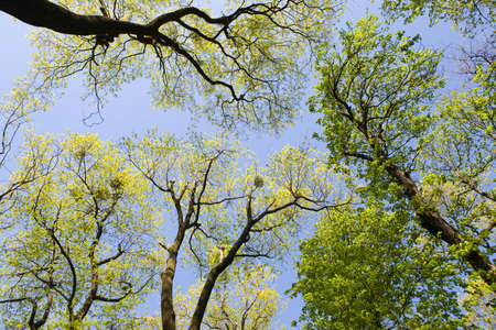 Crones of trees in the spring in a sunny dayの写真素材
