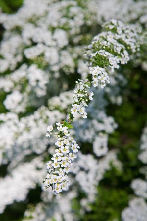 Branch of a plant with white flowers in the spring