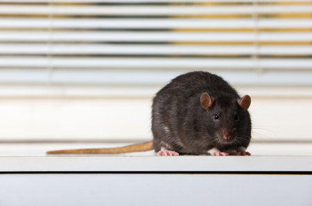Black rat on a white tableの写真素材
