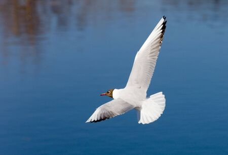 Seagull in flight against water in the riverの写真素材
