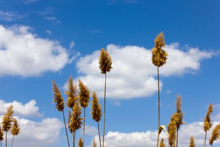 rush against the sky in a sunny dayの写真素材