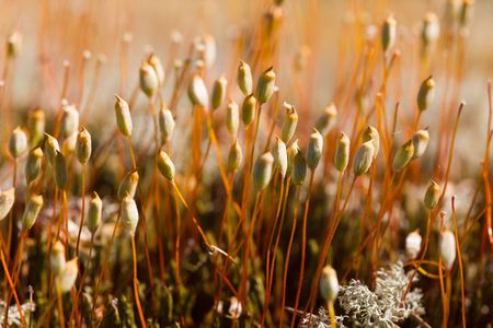 Polytrichum commune in wood under a shining sunの写真素材