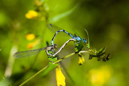 Two dragonflies during sex on a flowerの写真素材