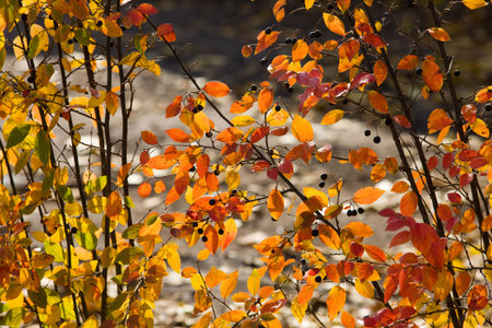 Bushes of Aronia melanocarpa in the autumnの写真素材