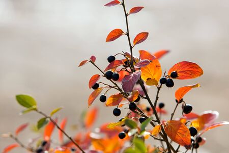 branch of Aronia melanocarpa in the autumnの写真素材