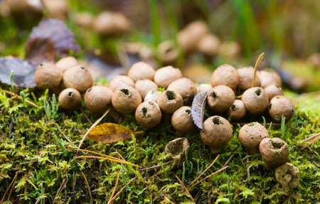 Colony of puffballs in autumn wood close up