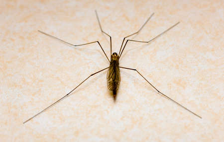 Exotic spider on a wall with wall-paperの写真素材