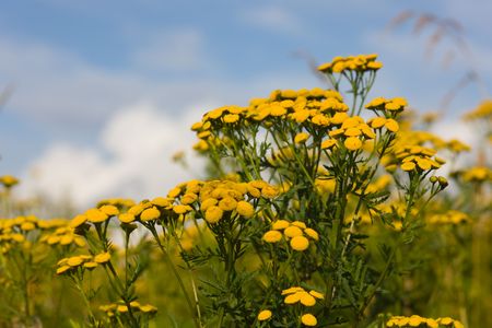 Tansy on a summer meadow against the skyの写真素材