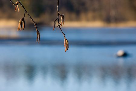 Spring landscape with alder branches in the foregroundの写真素材