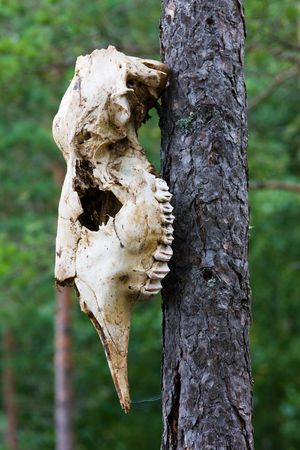 Skull of an elk on a tree in woodの写真素材