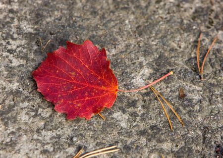 The fallen red leaf of an aspen on a stoneの写真素材