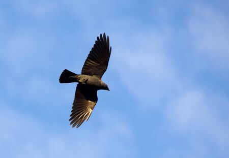 jackdaw in flight against the blue skyの写真素材