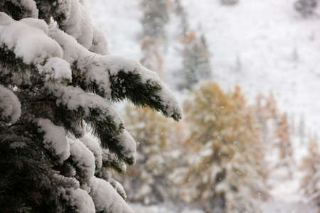 Winter landscape with pine branches in the foregroundの写真素材