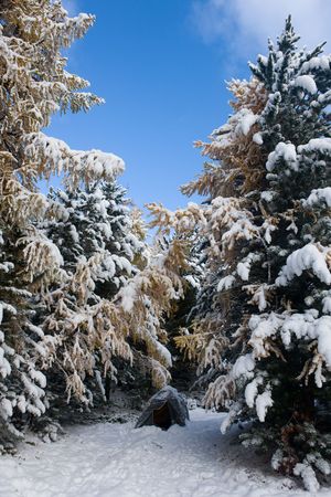 Tent of the tourist in wood after a snowfall