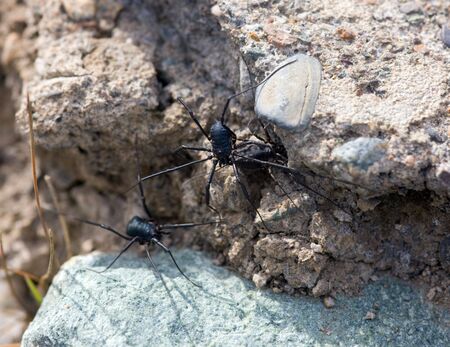 Black spiders close up on a stone surface