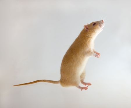 Portrait of a red rat on a white backgroundの写真素材