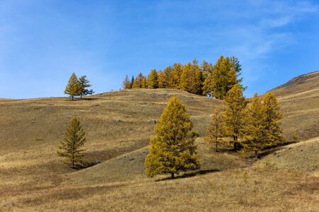 Hills in mountains with autumn yellow treesの写真素材