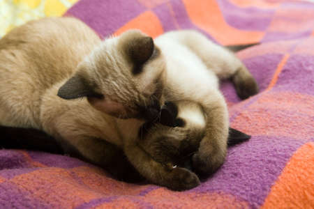 The small Siamese kitten plays with an adult catの写真素材