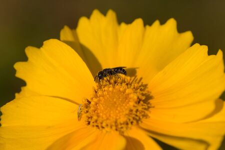 Yellow flower with insects close up in summerの写真素材