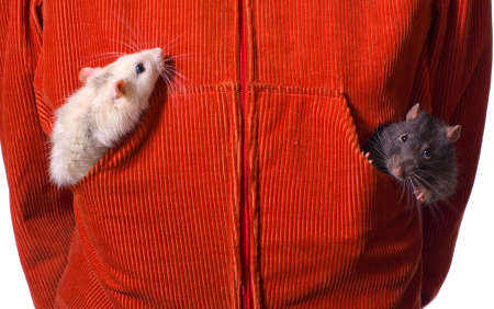 Two rats in pockets of a red jacketの写真素材