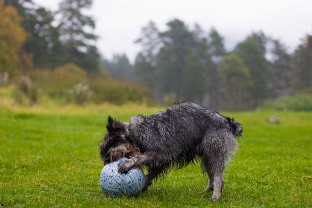 Puppy of a schnauzer playing with a ball on the natureの写真素材