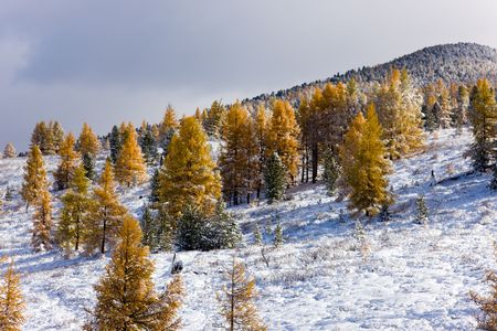 Landscape in mountains with the first snow on autumn treesの写真素材