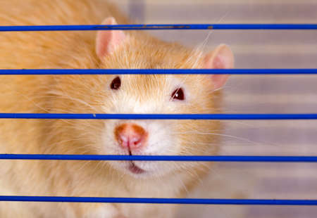 Red rat close up behind a lattice