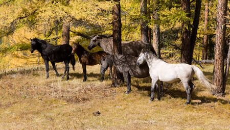 Herd of horses in autumn wood in sunny dayの写真素材