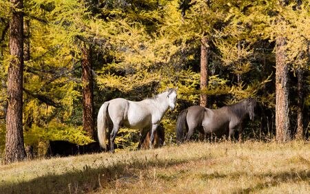 Herd of horses in autumn wood in sunny dayの写真素材
