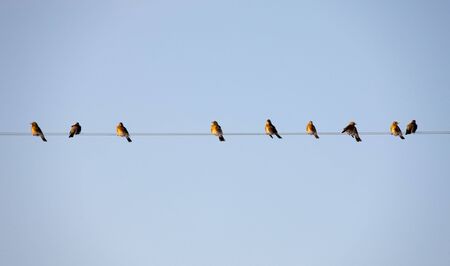 flock of birds on wires in winter dayの写真素材