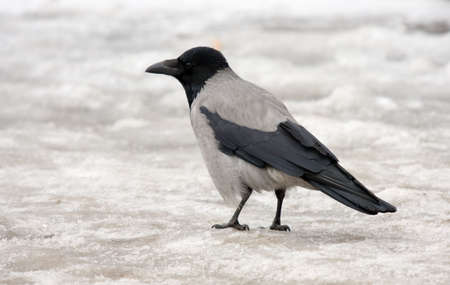crow on ice close up in the winterの写真素材
