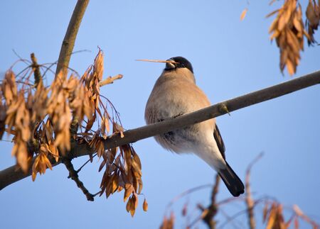 The bullfinch on a maple tree eats seedsの写真素材