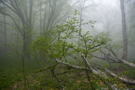 Strong morning fog in spring deciduous woodの写真素材