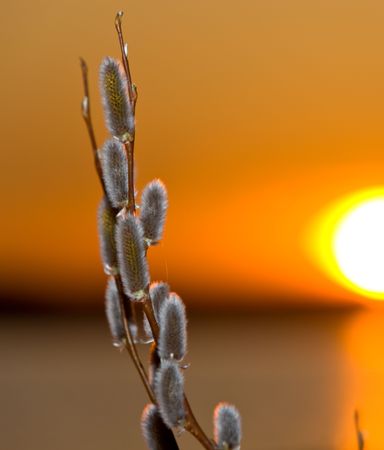Spring branch of a willow against a sunsetの写真素材