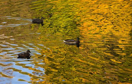 Ducks in water with reflections of autumn foliageの写真素材