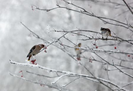 birds on branches of a rowan in the winterの写真素材