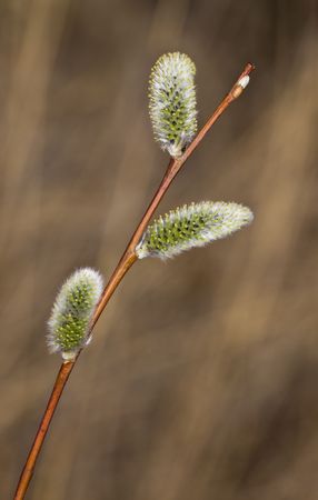Branch of a willow with green sprouts in the springの写真素材