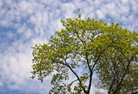 Crone of a spring maple against the skyの写真素材